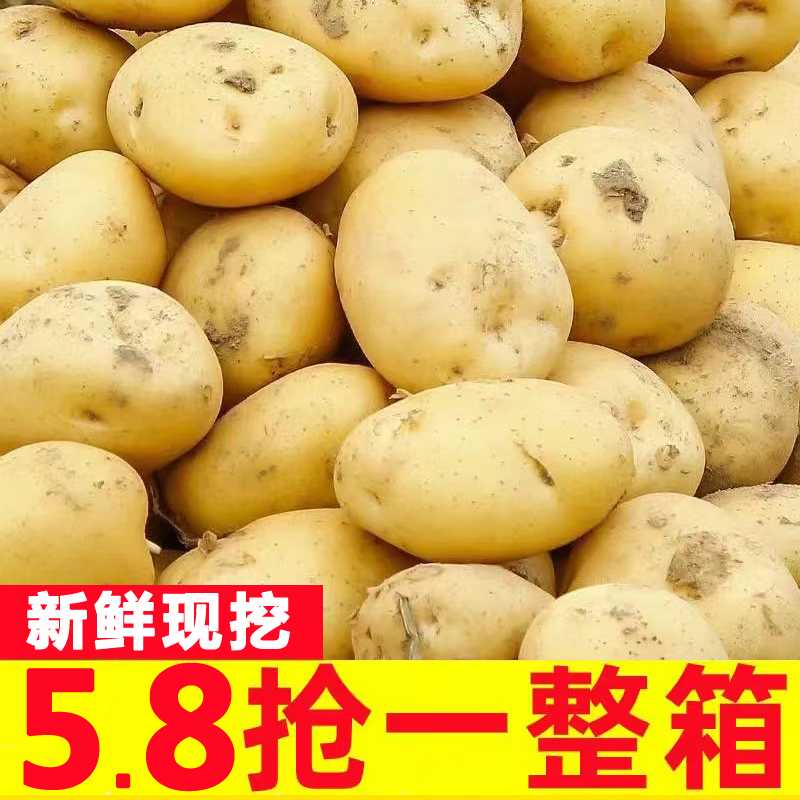 山东现挖土豆10斤新鲜包邮黄心黄皮新土豆农家蔬菜洋芋马铃薯5