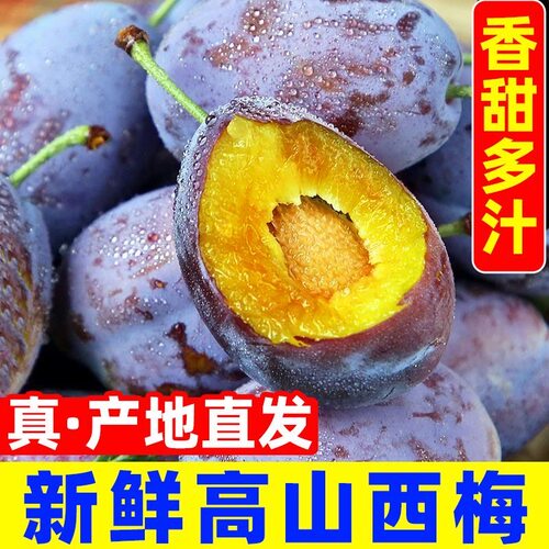 新鲜西梅鲜果法兰西甜李子新鲜当季水果现摘现发整箱包邮