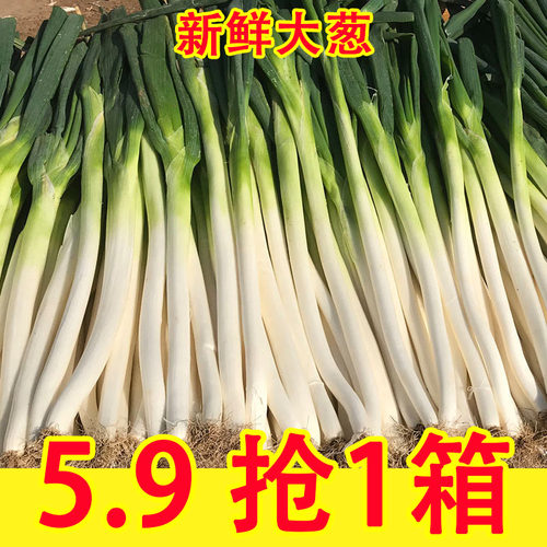新鲜铁杆大葱新鲜正宗山东甜脆大葱带老皮叶毛葱特产蔬菜9斤盒装