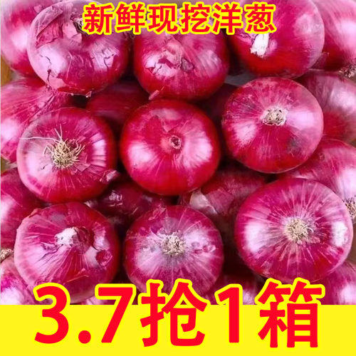云南紫皮水果洋葱9新鲜小洋葱甜美生吃口感清新红皮大圆葱