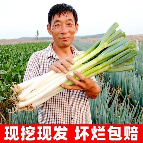 山东大葱新鲜甜葱特级9斤铁杆大葱章丘长白毛葱蘸酱嫩葱包邮