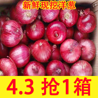 水果洋葱农家脆甜紫皮圆葱头新鲜爽口生吃蔬菜不辣红皮大圆葱现挖