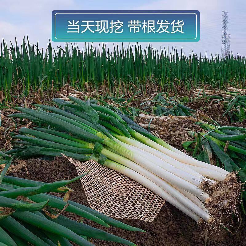 山东章丘大葱新鲜特级9斤正宗甜脆铁杆大葱特产蔬菜5斤香葱头