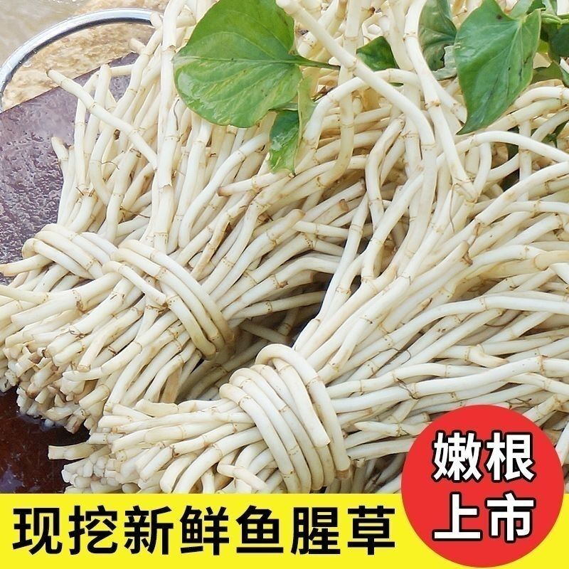 现挖鱼腥草折耳根嫩耳根猪鼻孔凉拌菜农家自种新鲜蔬菜