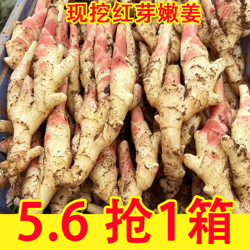 2025红芽脆嫩仔姜新鲜现挖糖醋泡姜子姜当季生姜5斤整箱醋鲜姜
