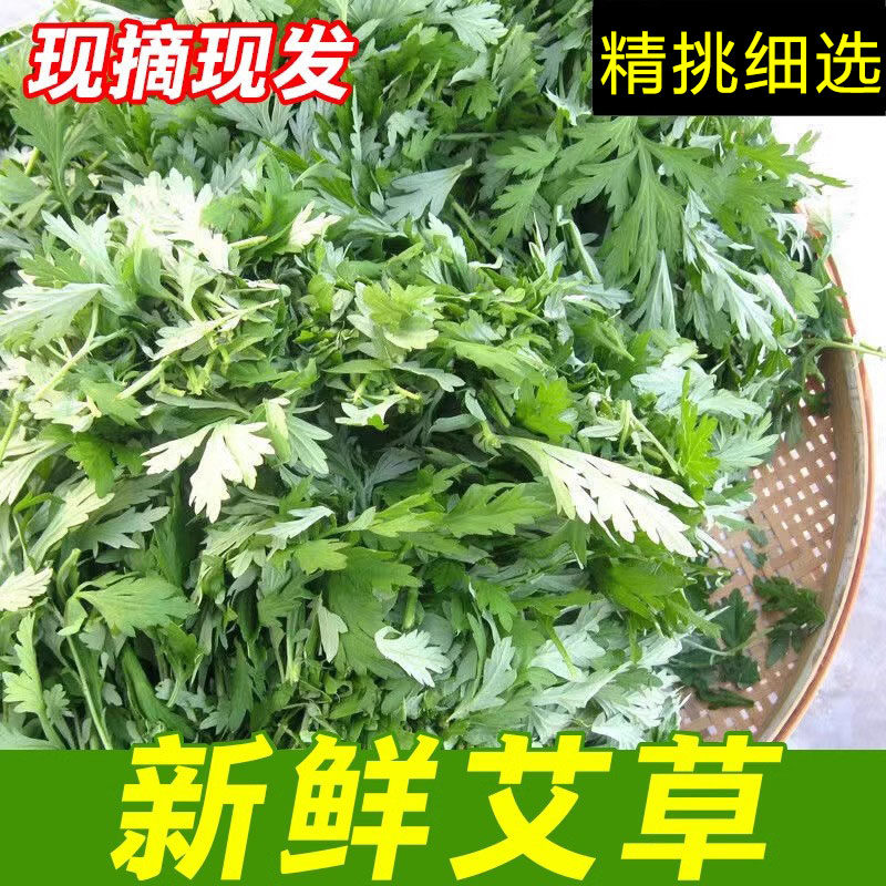 梅州客家新鲜现摘艾草食用艾叶自家种植艾蒿青蒿青团原料批发零售