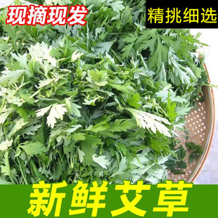 梅州客家新鲜现摘艾草食用艾叶自家种植艾蒿青蒿青团原料批发零售