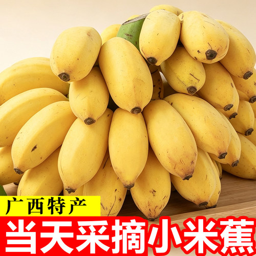 现摘广西小米蕉当季水果新鲜9斤自然熟banana苹果鲜香蕉芭蕉包邮9