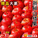 山楂山楂果新鲜山楂鲜果大山楂山里红果冰糖葫芦专用2025现摘山楂