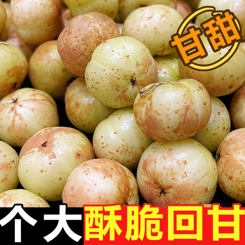 正宗潮汕柿饼甜油甘新鲜油甘果余甘牛甘鲜果子孕妇水果滇橄榄崩坎
