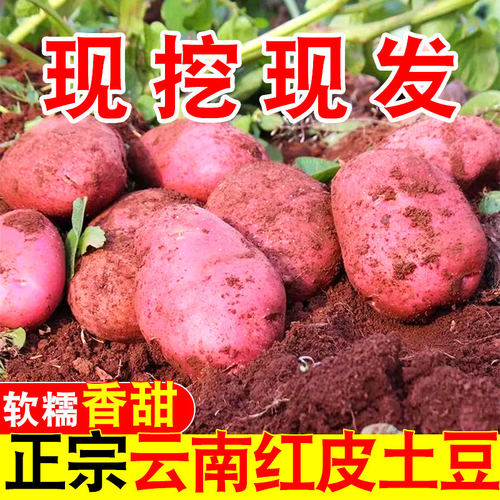 新鲜高山9斤包邮黄心云南