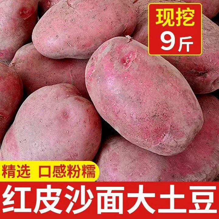 云南新鲜高山红皮黄心土豆蒸着吃的小洋芋10斤包邮沙面粉糯马铃薯
