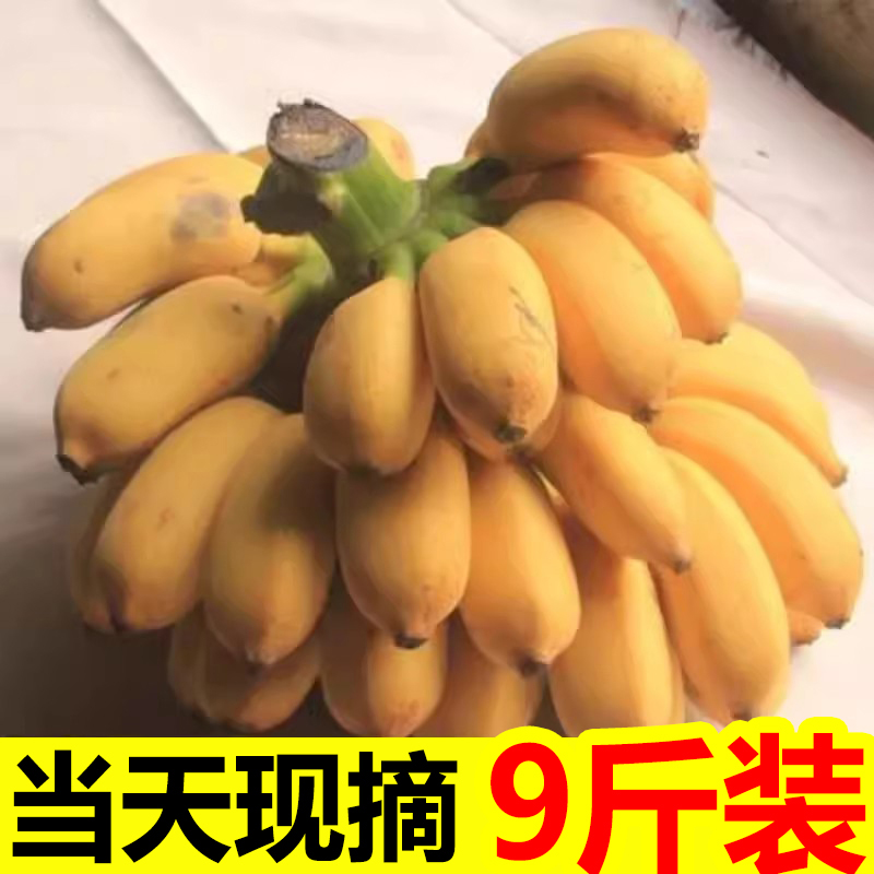 正宗广西小米蕉香蕉10斤当季新鲜水果小香蕉苹果蕉自然熟粉蕉包邮