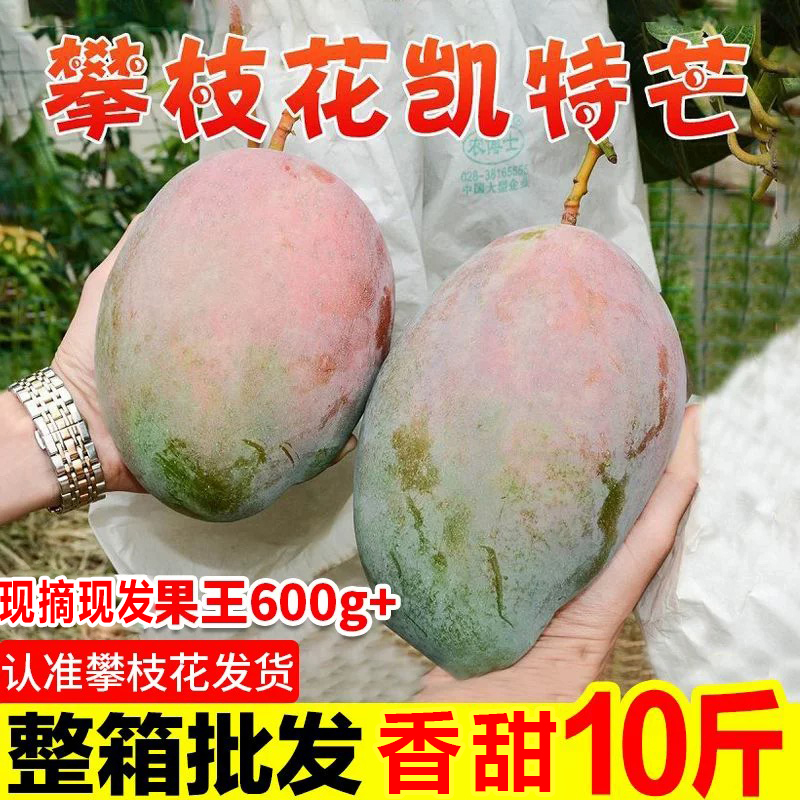 四川大芒果9斤攀枝花大芒果凯特芒果新鲜水果四川攀枝花大芒果