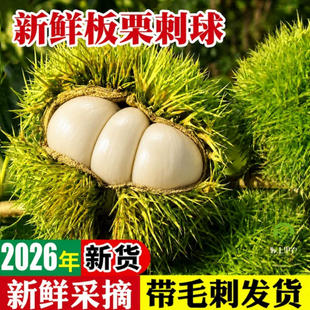 2026新上市带球嫩栗子白皮新鲜生板栗白壳毛栗子新货带刺毛球发货