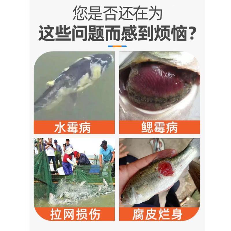 硫醚沙星水产养殖水霉病专治鱼药水霉清白毛病烂身烂尾专用水霉净