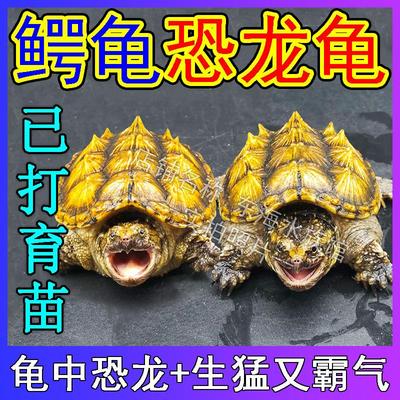鳄龟爆刺鳄鱼龟苗原种纯佛杂佛北美外塘食肉龟活体凶猛小乌龟活物