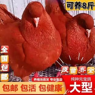 宝鸽子活公母一对种鸽幼鸽观赏宠物肉鸽包下蛋包 .大体巨型纯种元