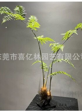 仿真金丝蕨盆栽中式禅意造景猴头蕨大型落地盆景室内装饰假树绿植