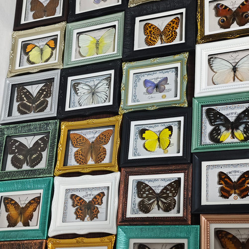 天然真昆虫蝴蝶标本成品小相框磁吸冰箱贴居家装饰品摆件生日礼物