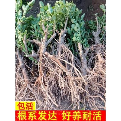 食用大叶枸杞树苗盆栽野生枸杞子菜苗老桩盆景绿植室内植物煲汤