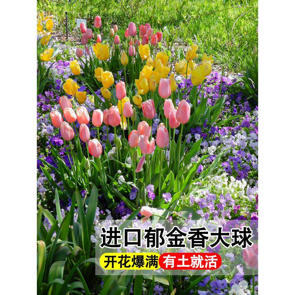 荷兰进口郁金香种球盆栽花苗水培郁金香5度球大球花海植物花种子