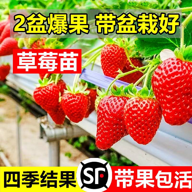奶油草莓苗盆栽红颜四季结果种籽子带盆带土可食用阳台种植新秧苗