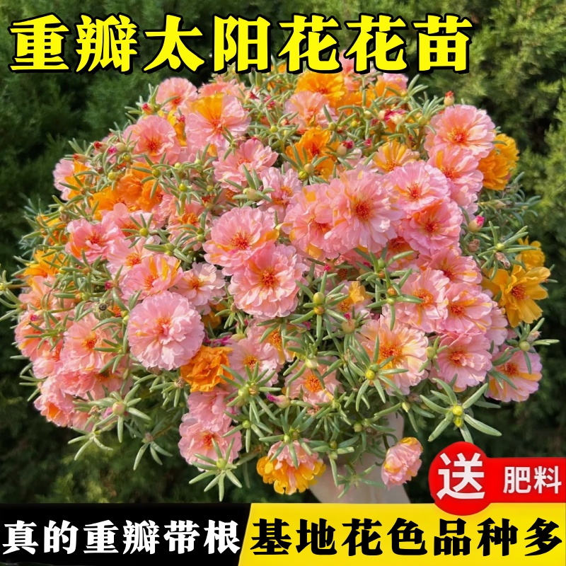 太阳花重瓣太阳花花苗大花特大号进口带根带花苞阳台花卉