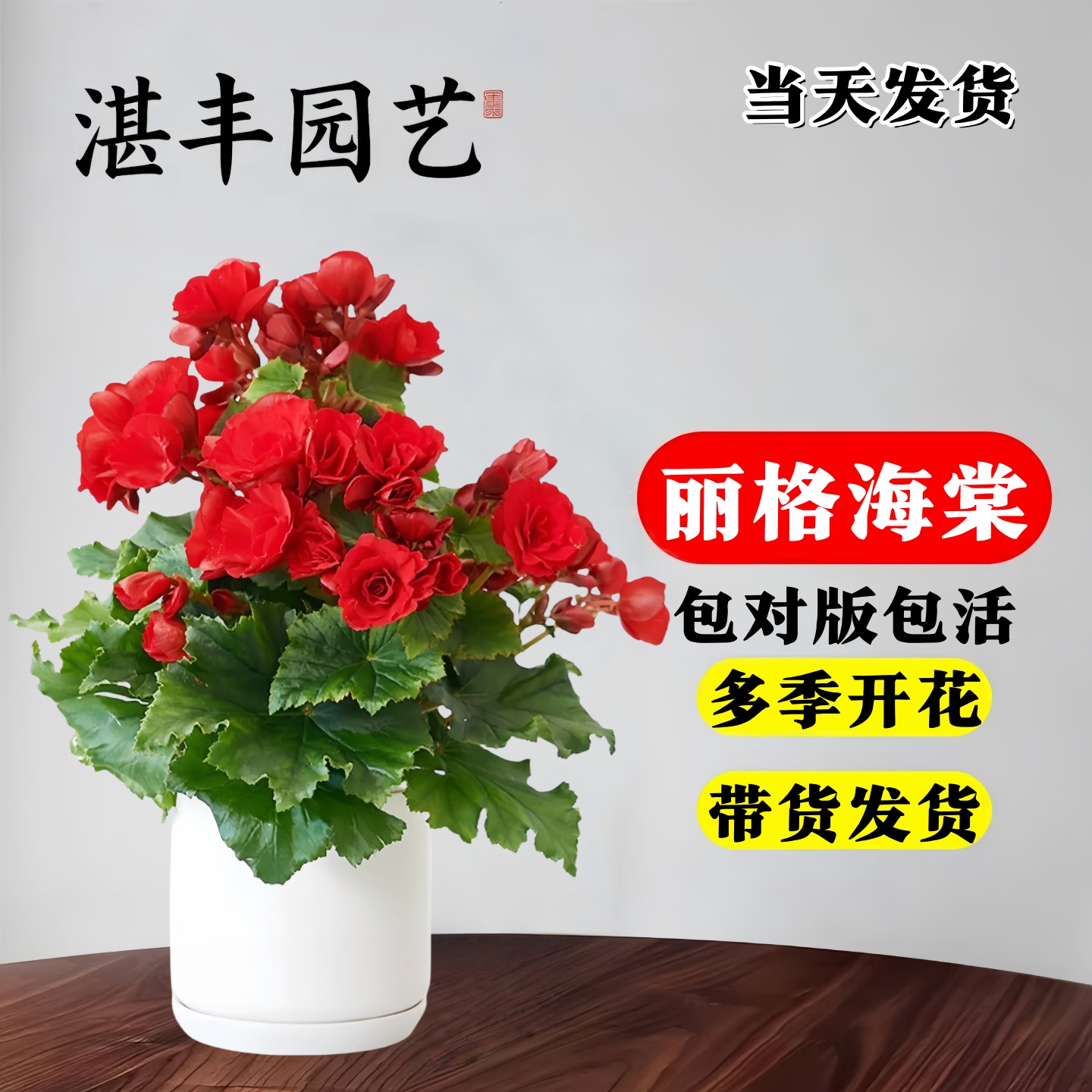 海棠盆栽阳台好养花卉玫瑰易养活