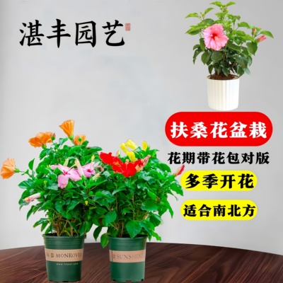 扶桑花盆栽重瓣带花苞红色朱槿室内阳台庭院四季花卉绿植木槿树苗