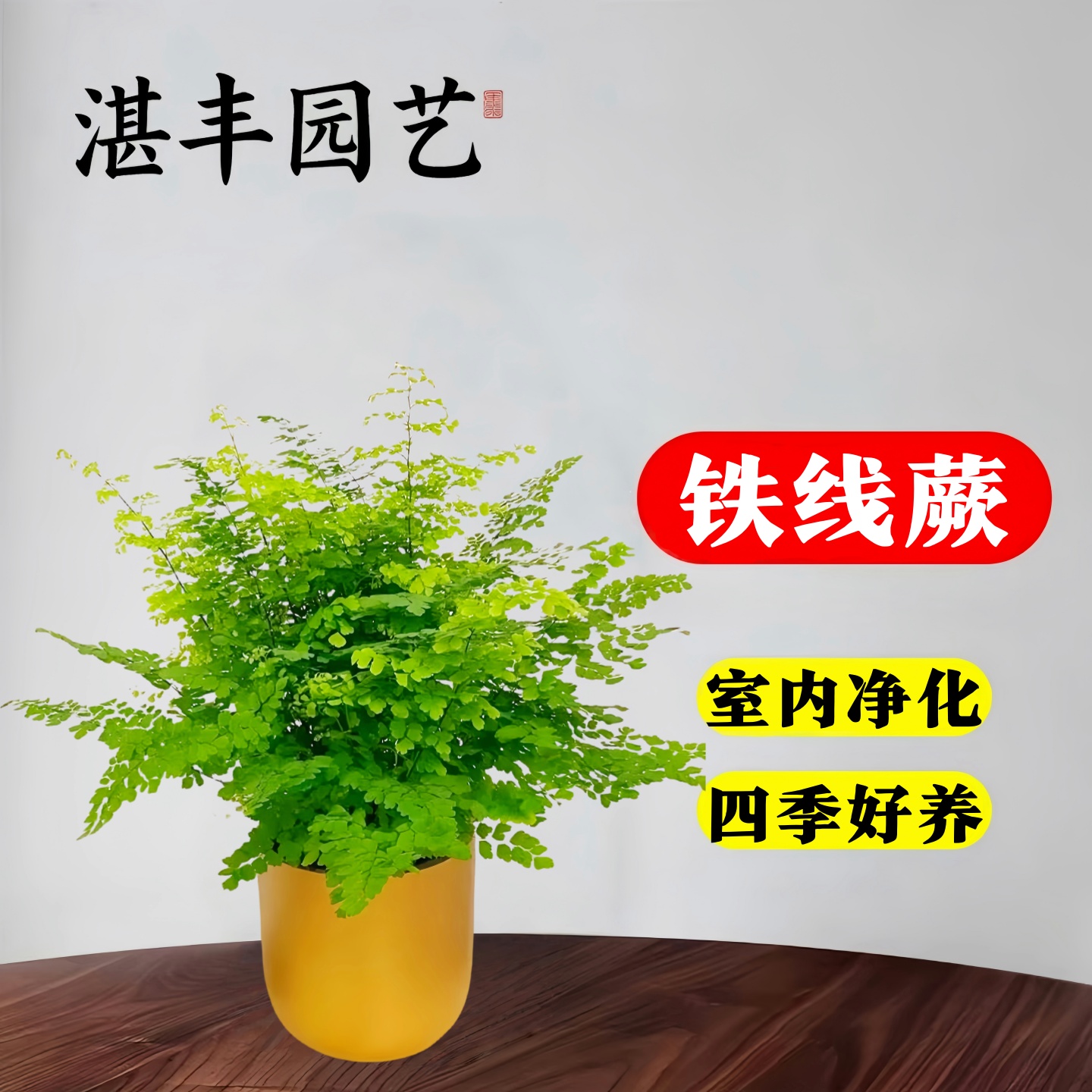 铁线蕨盆栽密叶水培蕨类常青绿植