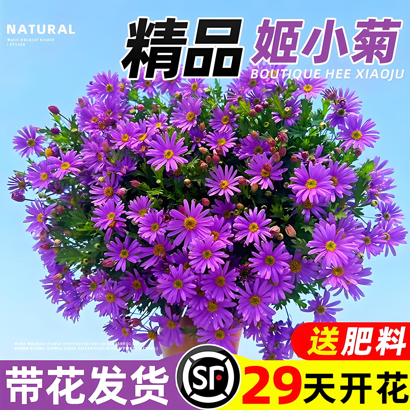 姬小菊盆栽带花苞玛格丽特花苗