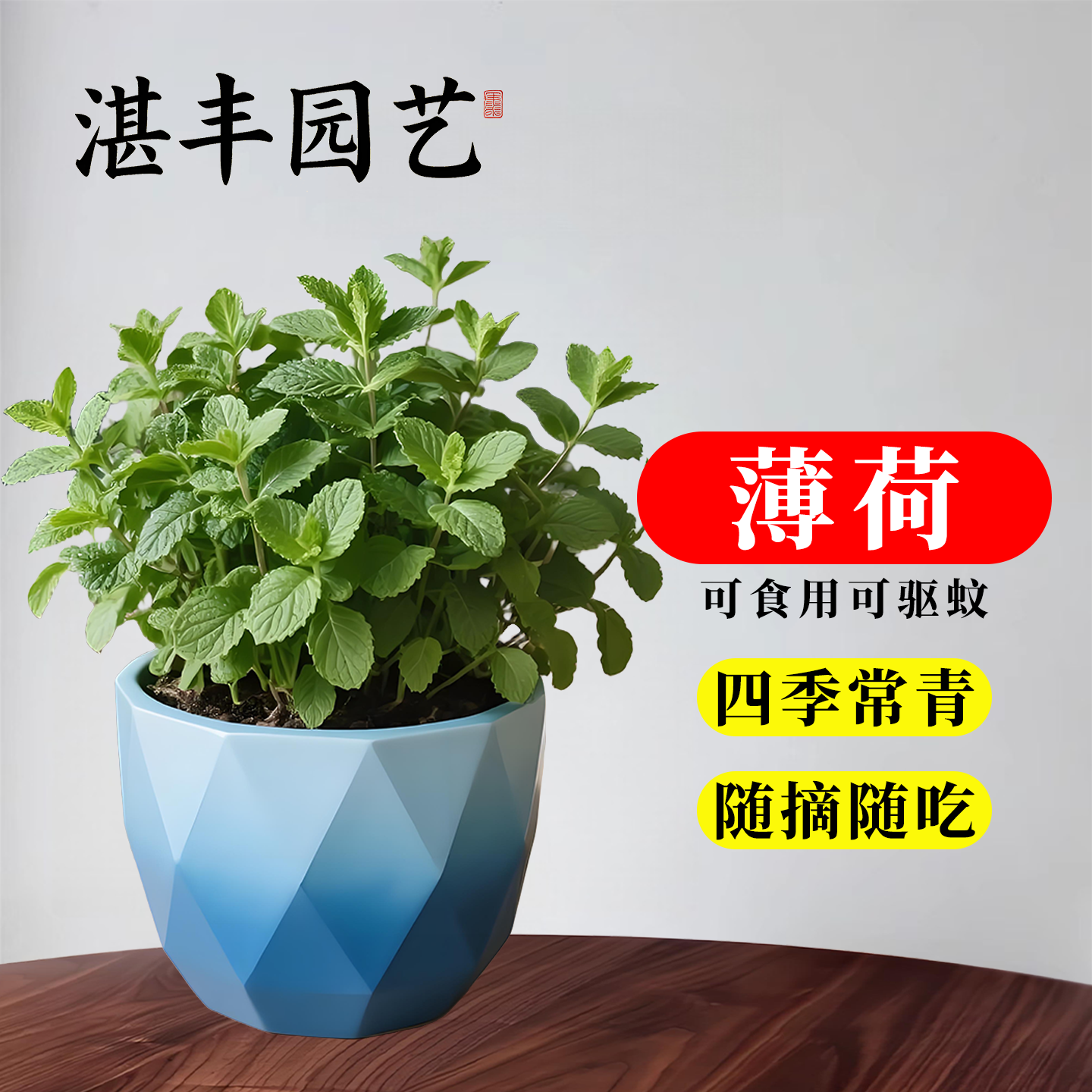 薄荷盆栽可食用留兰香柠檬小清新