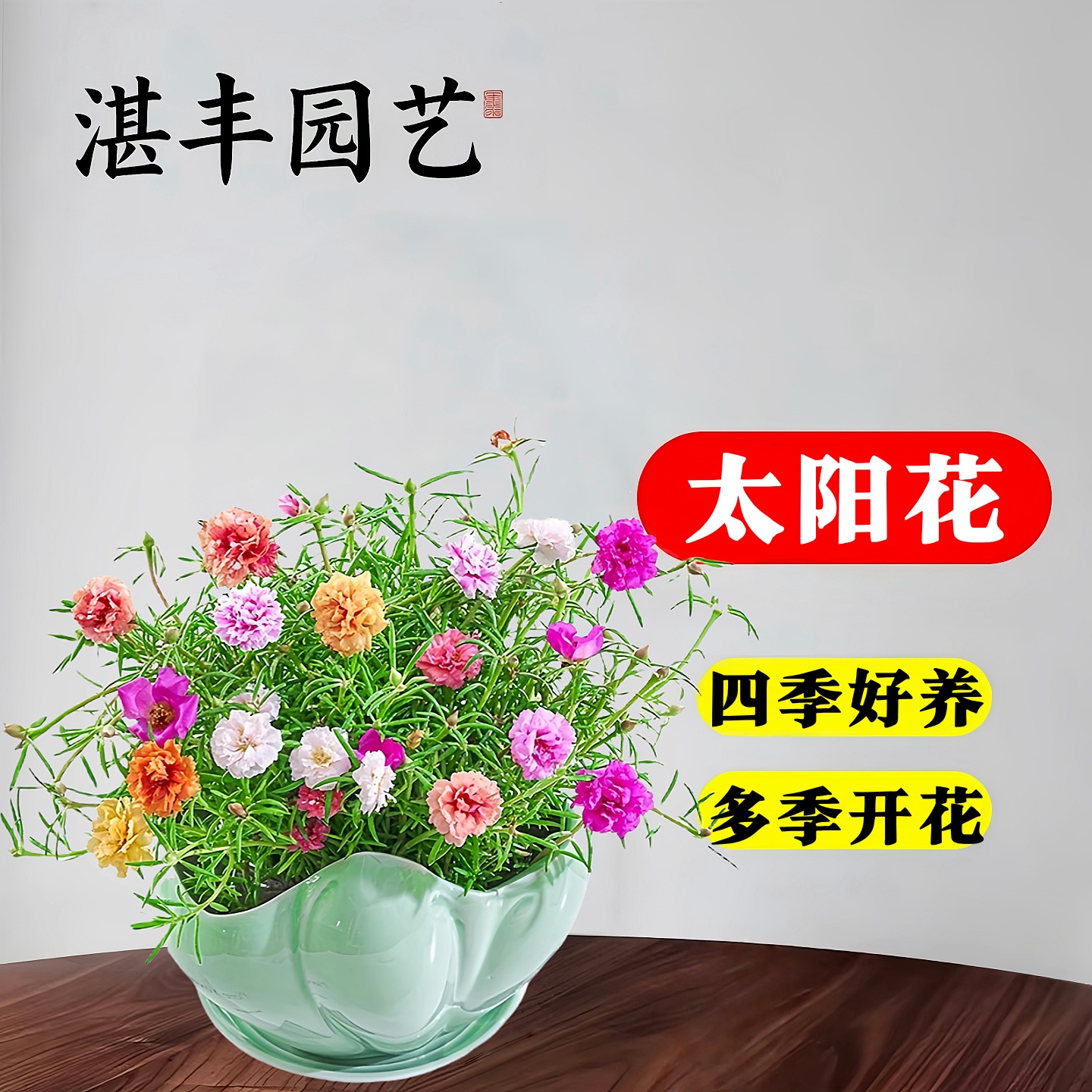 太阳花重瓣混色花苗宿根枝条