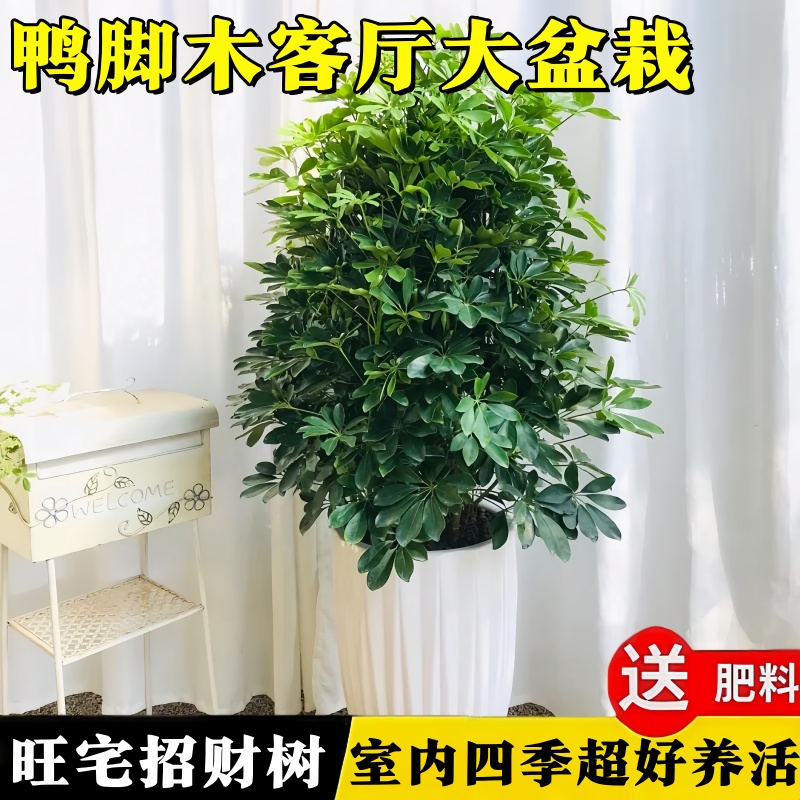 鸭脚木客厅大盆栽八方来财