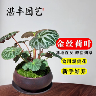 盆栽地被植物金线吊芙蓉虎耳草苗金丝荷叶假山造景水培绿植金钱姬
