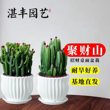 聚财山多肉植物实生仙人掌盆栽客厅绿植花卉室内办公室桌面好养