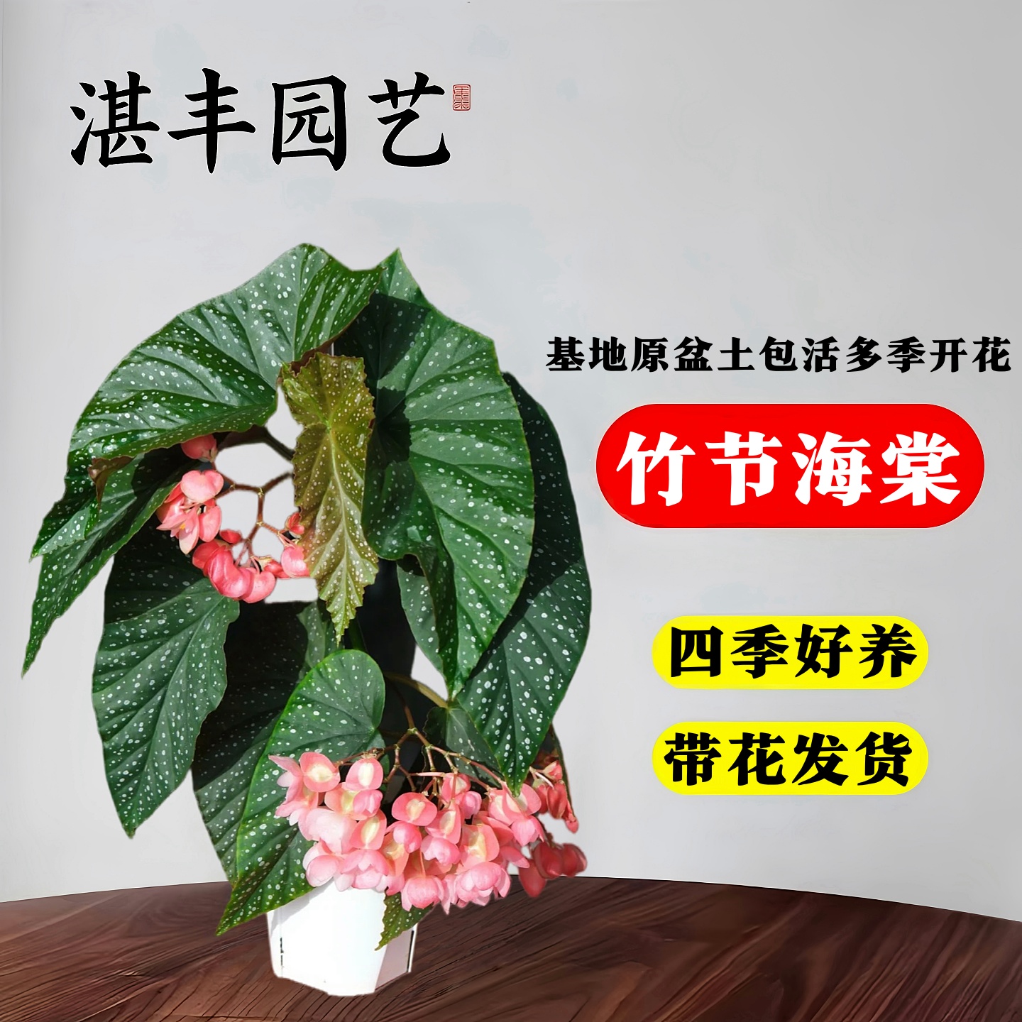 竹节海棠花卉盆栽大叶斑点绿植