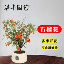 石榴花树盆栽四季开植物花卉绿植室内外阳台观赏带果庭院旺宅盆景
