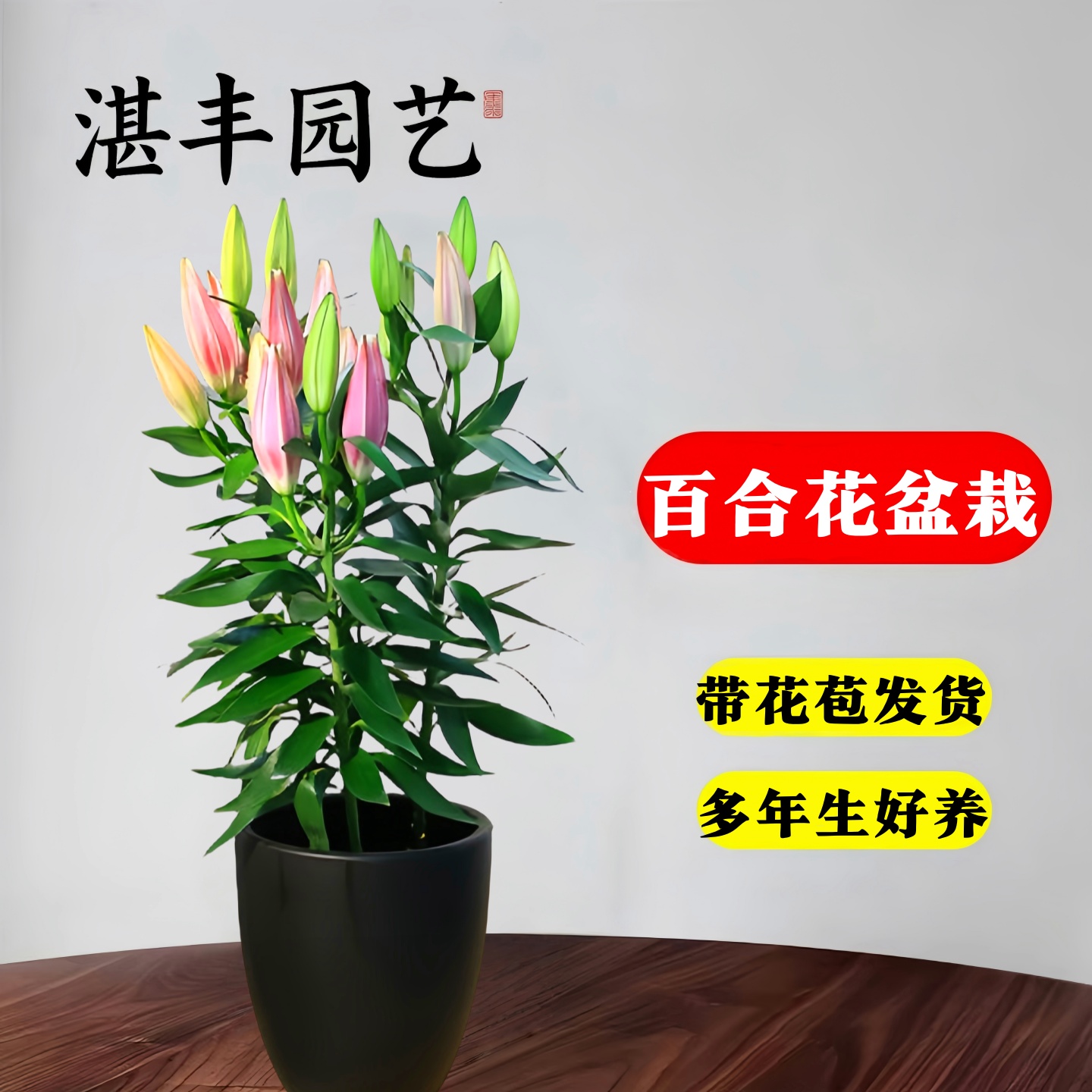 香水百合花盆栽法国带花苞开花快