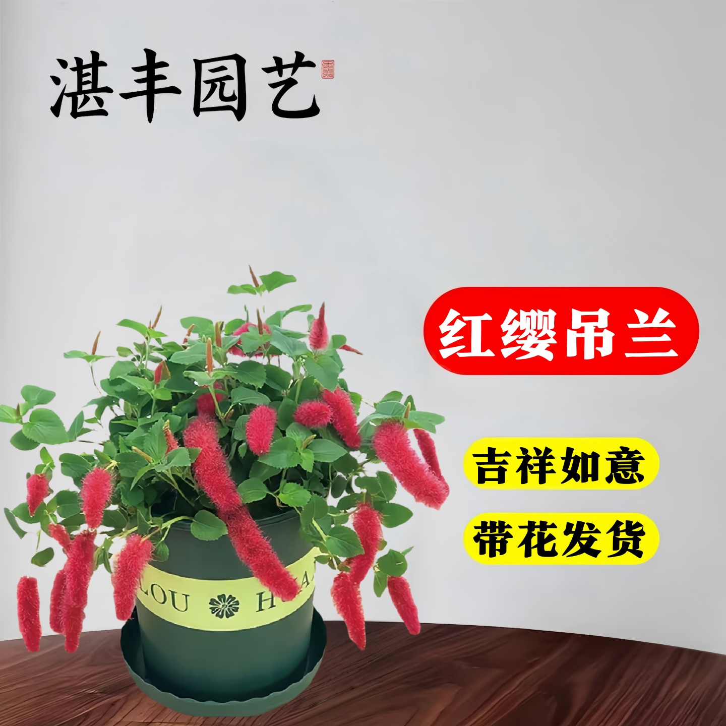 红樱吊兰岁岁红垂吊盆栽好养花卉