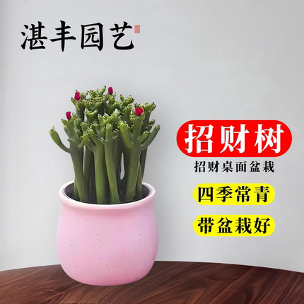 聚财山多肉植物办公室阳台桌面耐旱新手好养活招财棍仙人掌盆栽