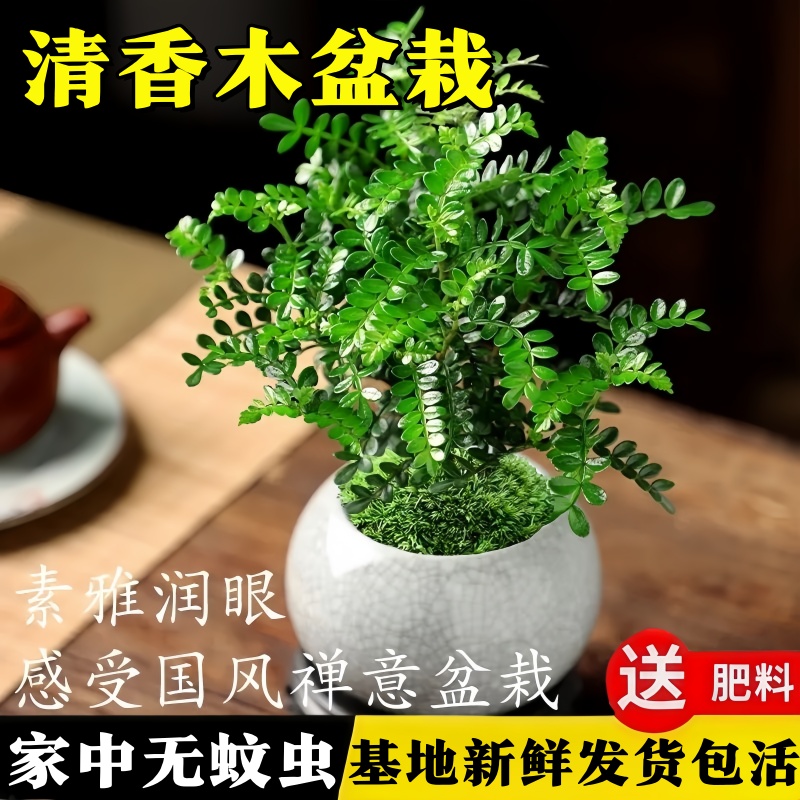 清香木盆栽可食用室内绿植