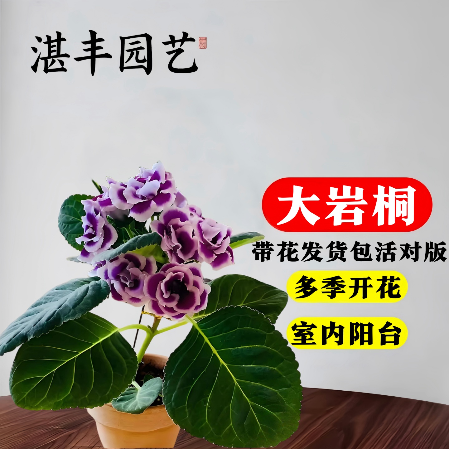 大岩桐重瓣带花发货富贵芙蓉花