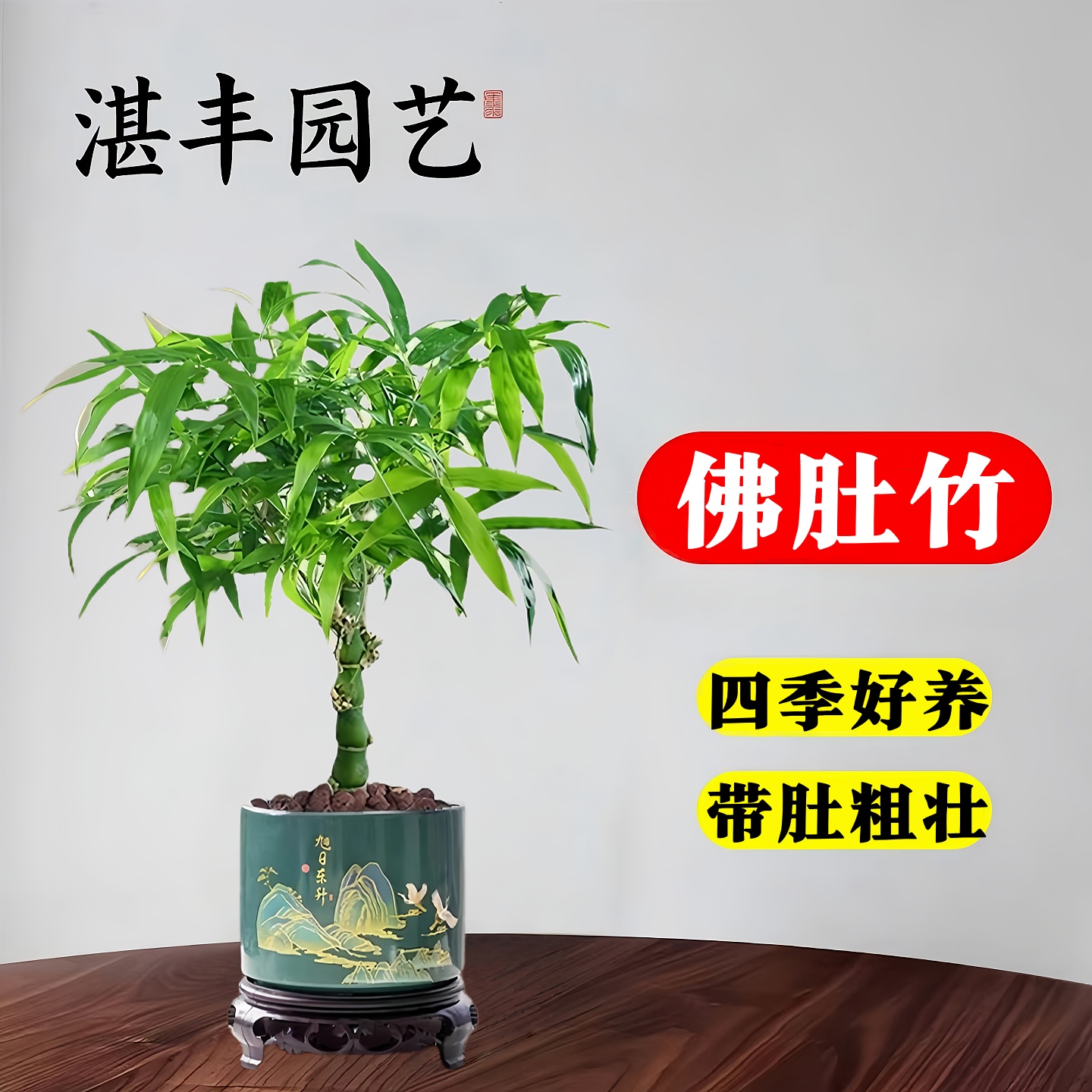 佛肚竹盆栽老桩盆景书房桌面绿植