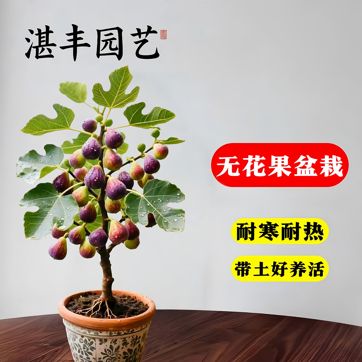 无花果树果苗特大果格莱斯青皮
