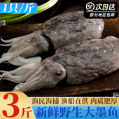 新鲜墨鱼鲜活大墨鱼舟山海捕特大乌贼鲜活冷冻大目鱼海鲜非墨鱼仔