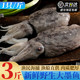 新鲜墨鱼鲜活大墨鱼舟山海捕特大乌贼鲜活冷冻大目鱼海鲜非墨鱼仔