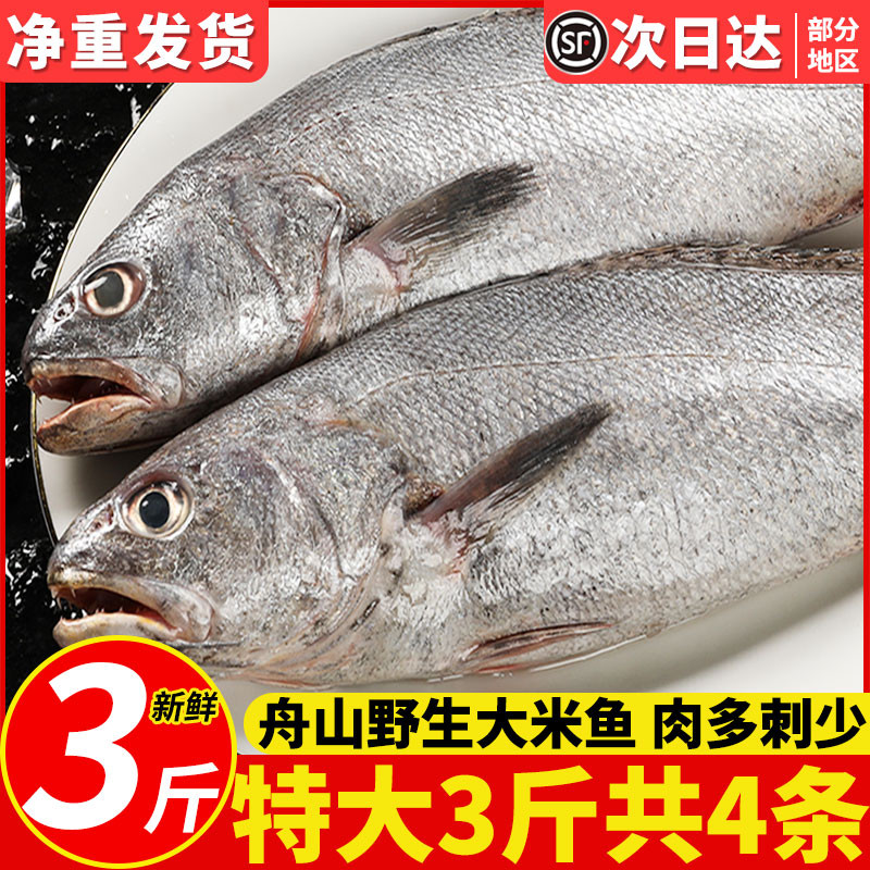 特大米鱼新鲜冷冻舟山海捕大鮸鱼新鲜深海敏鱼鲜活海鲜水产3斤装