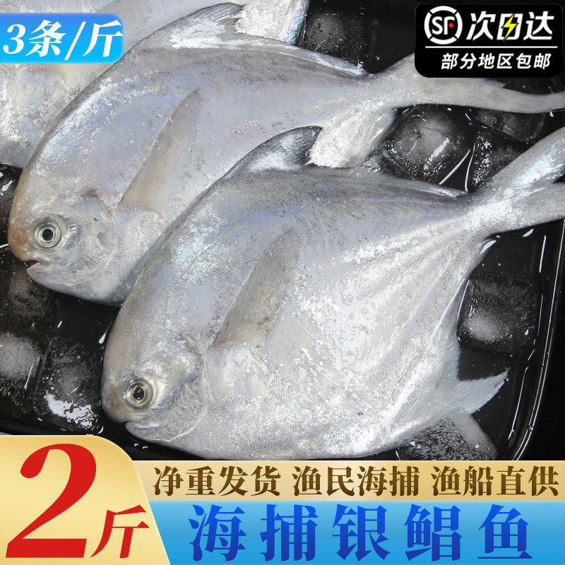 特大银鲳鱼新鲜冷冻海捕东海白鲳鱼舟山宁波海鲜水产鲳鳊鱼昌鱼